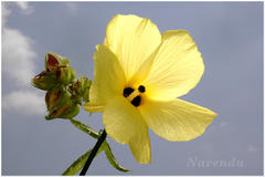 Abelmoschus moschatus